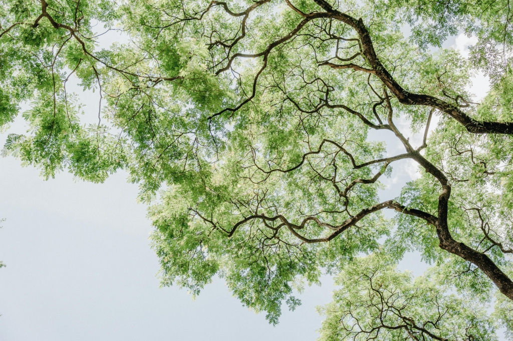 Arbre